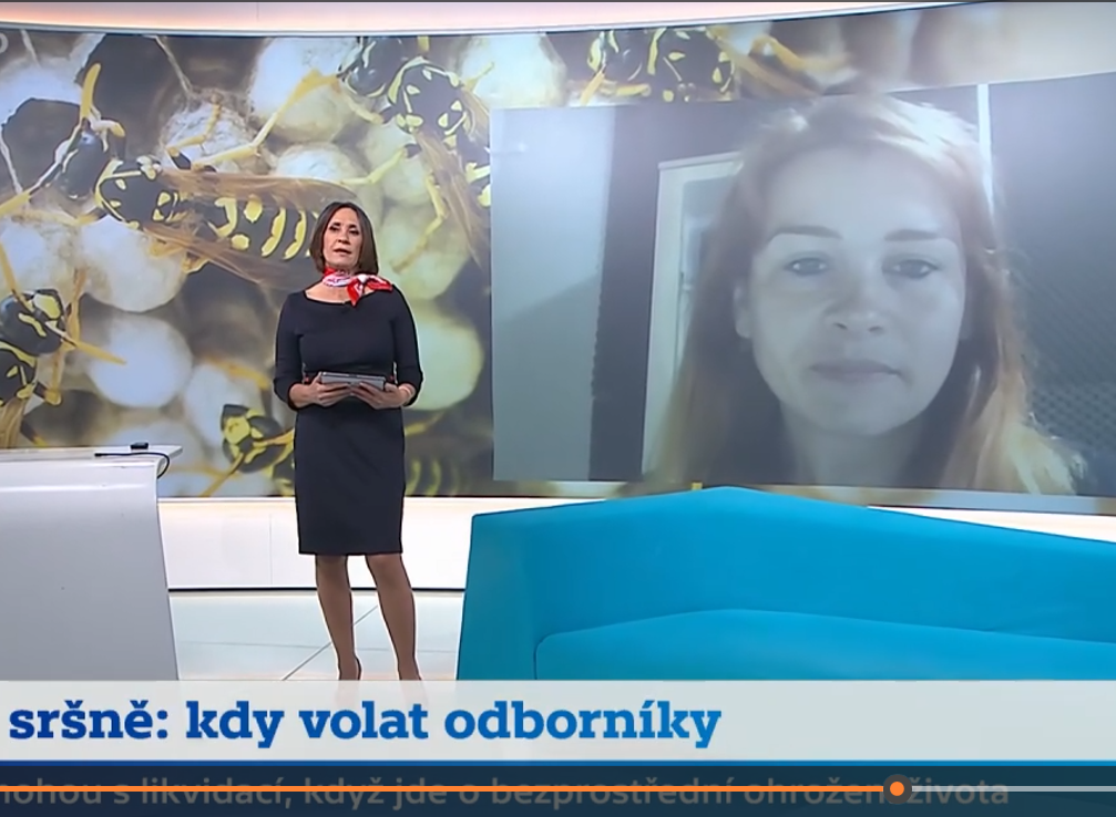 Terezie Arnodlová pro ČT24: Jak na vosy a sršně, kdy volat odborníky