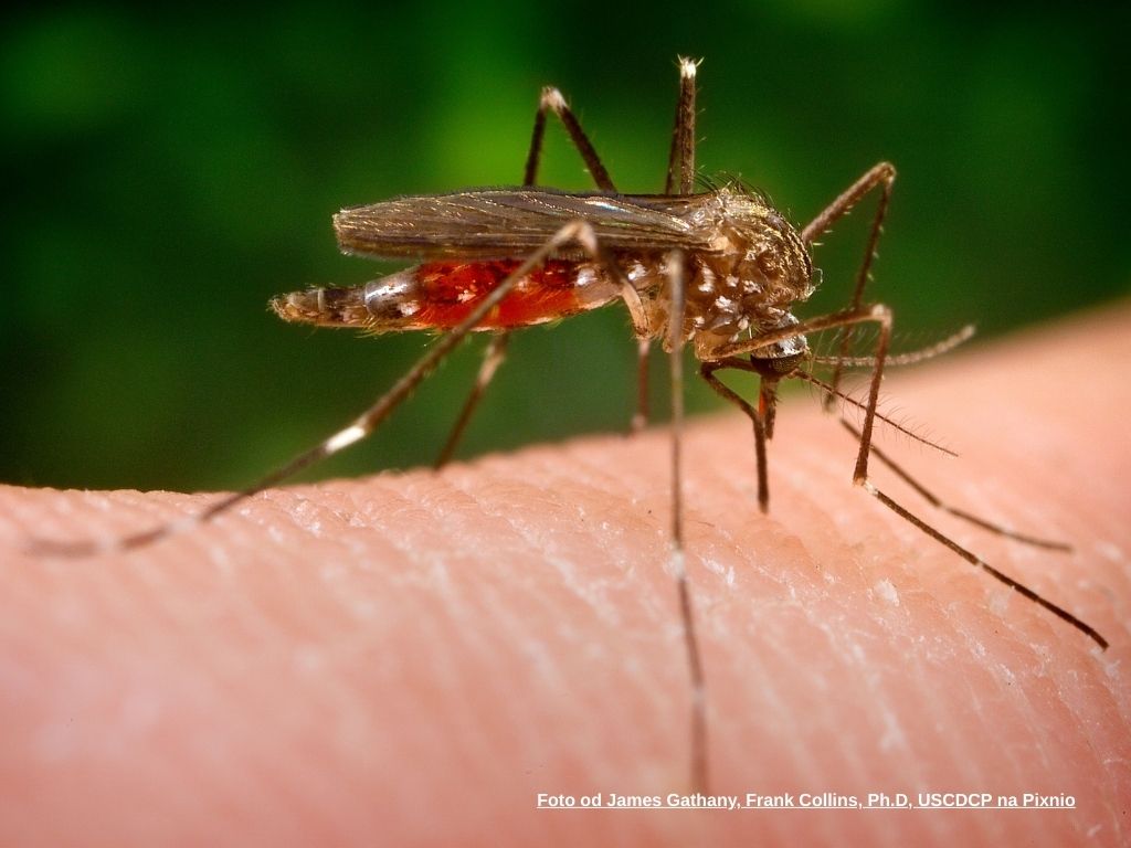 invazní komár japonský (Aedes japonicus)