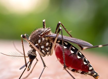 Zvýšený výskyt horečky dengue na Maledivách – upozornění pro cestovatele
