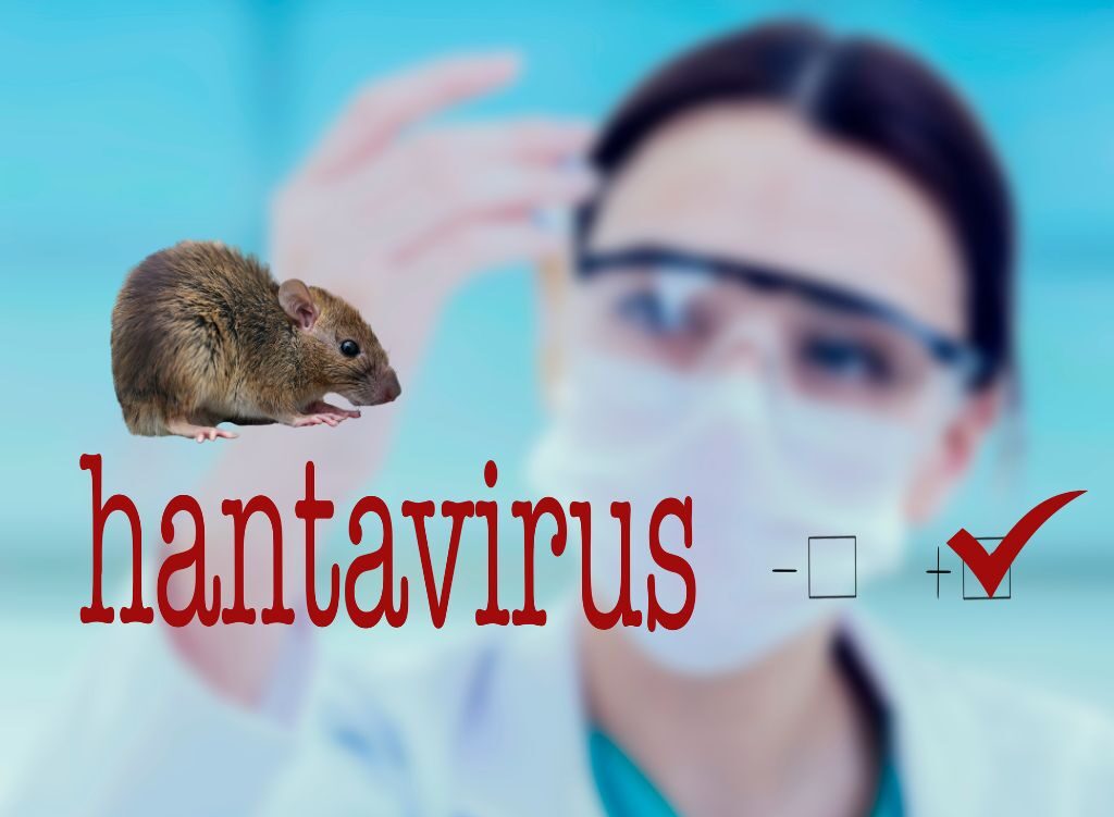 Hantaviry (orthohantaviry) – základní informace