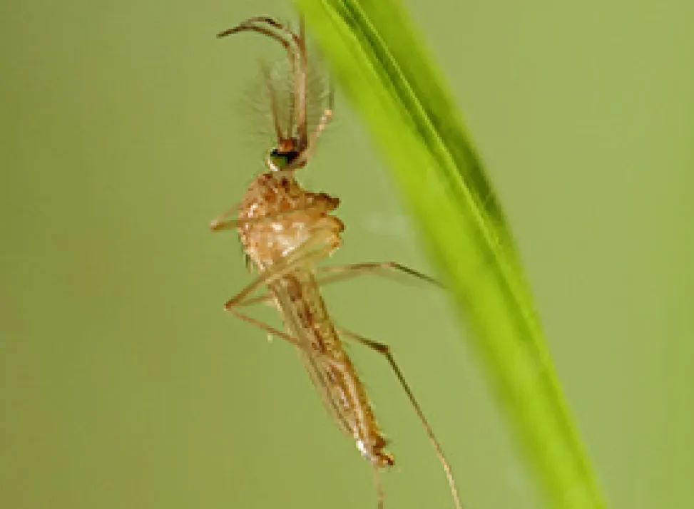 Aktuální epidemiologická situace ve výskytu západonilské horečky v Evropě, 2026